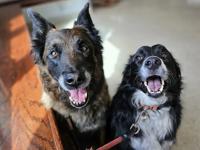 Hebron Animal Clinic Picture 8