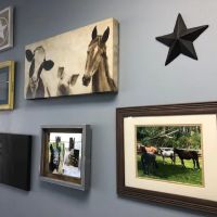 Harvard Veterinary Clinic ico