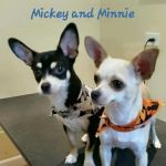 Witte's Natural Vet Care
