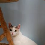 Willow Ridge Animal Hospital