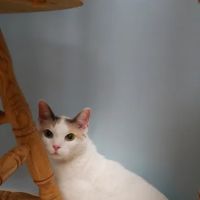 Willow Ridge Animal Hospital ico
