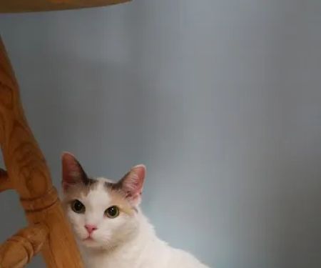 Willow Ridge Animal Hospital