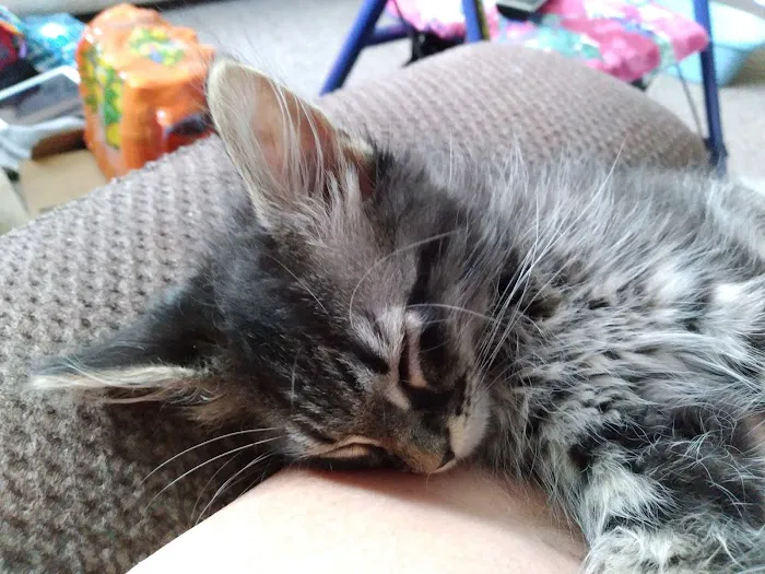 Willow Ridge Animal Hospital Picture 2