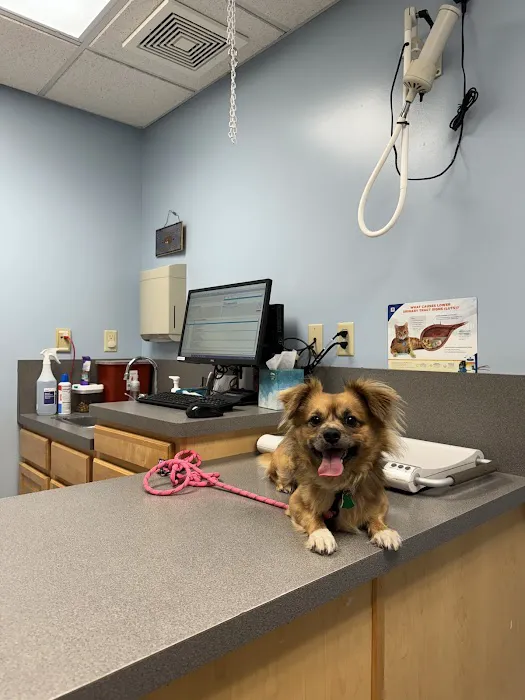 Willow Ridge Animal Hospital Picture 7