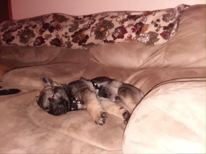 Dogwood Pet Resort Picture 9