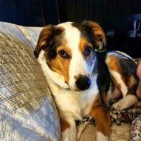Dogwood Pet Hospital ico