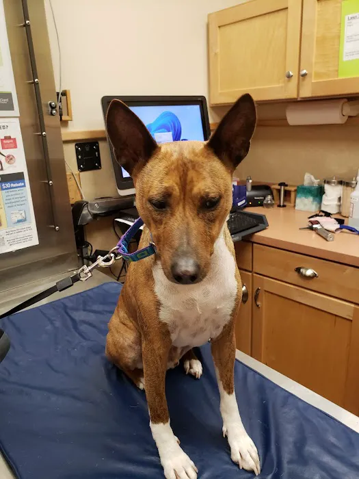 Dogwood Pet Hospital Picture 3