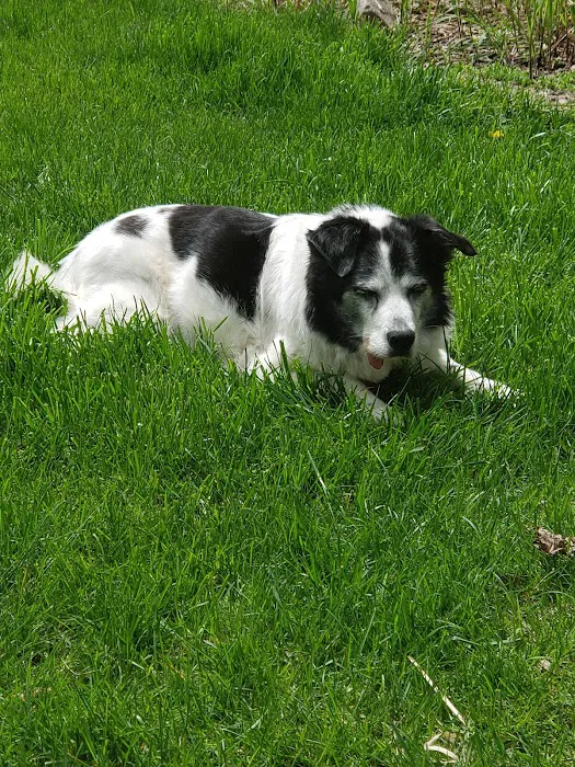 Dogwood Pet Hospital Picture 9