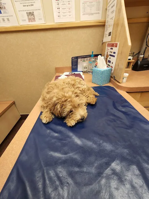 Dogwood Pet Hospital: Bushmeyer Sarah M DVM Picture 1