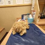 Dogwood Pet Hospital: Bushmeyer Sarah M DVM