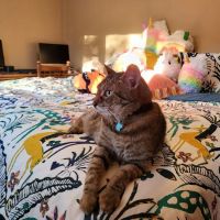 Prairie Side Veterinary Hospital ico