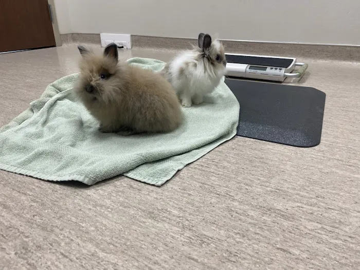 Care Animal Hospital of Pleasant Prairie Picture 3