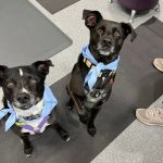 Care Animal Hospital of Pleasant Prairie