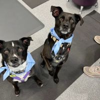 Care Animal Hospital of Pleasant Prairie ico
