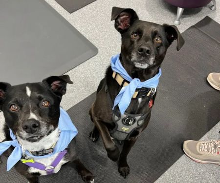 Care Animal Hospital of Pleasant Prairie