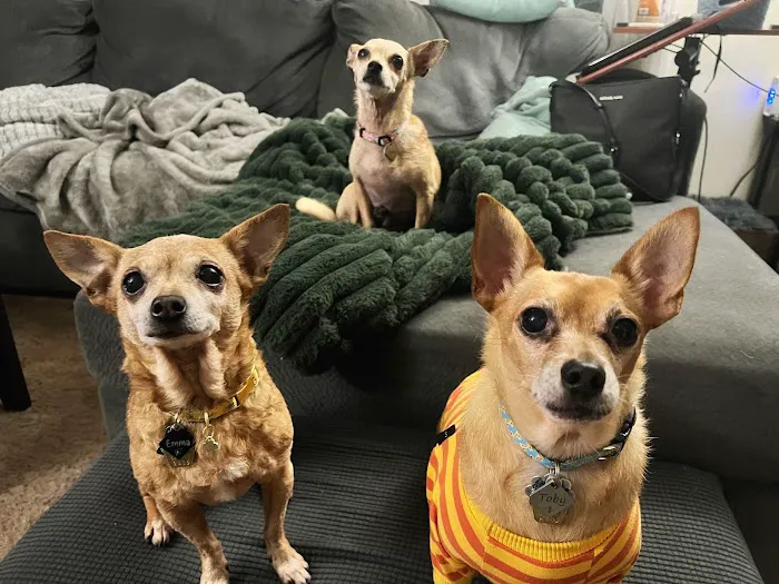 Care Animal Hospital of Pleasant Prairie Picture 4
