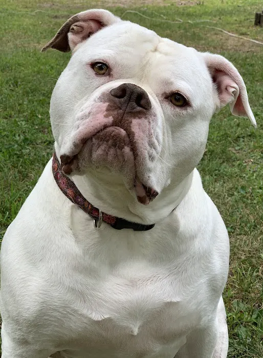 Care Animal Hospital of Pleasant Prairie Picture 7