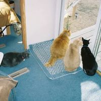 Kenosha Animal Hospital ico