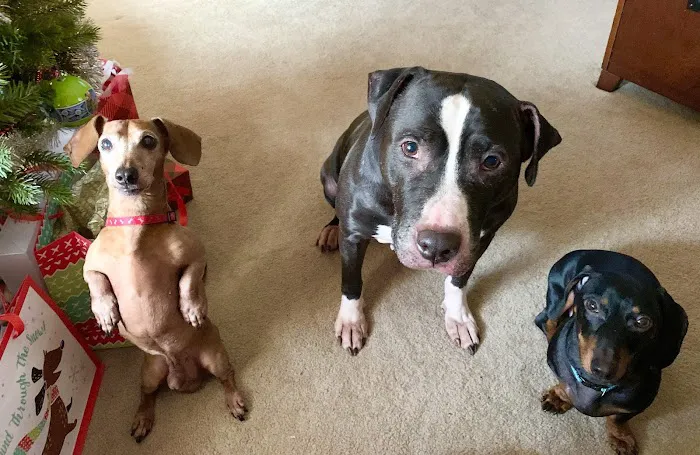 Kenosha Animal Hospital Picture 8
