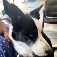 Kenosha Lake Shore Veterinary Clinic ico