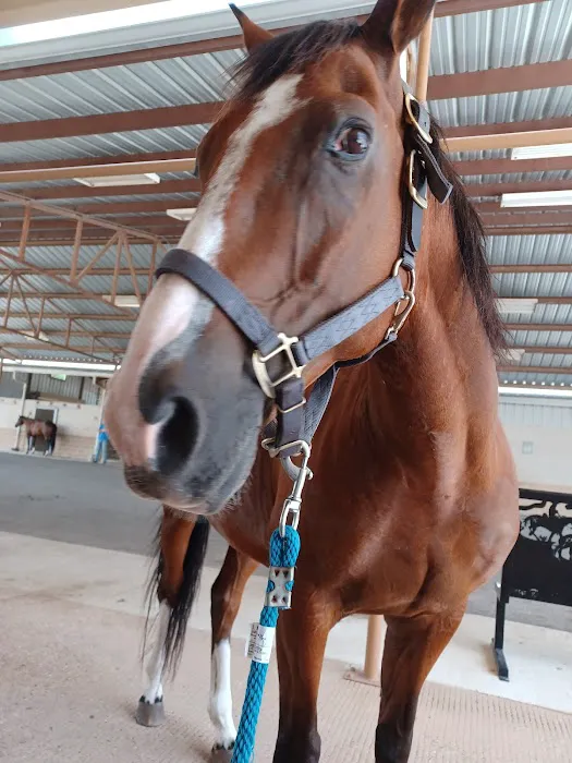 Texas Equine Hospital Picture 4