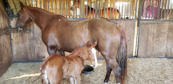 Texas Equine Hospital Picture 6