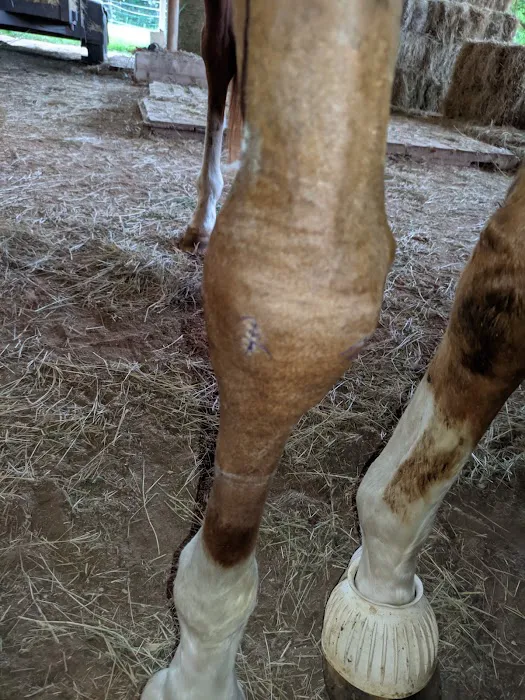 Texas Equine Hospital Picture 8