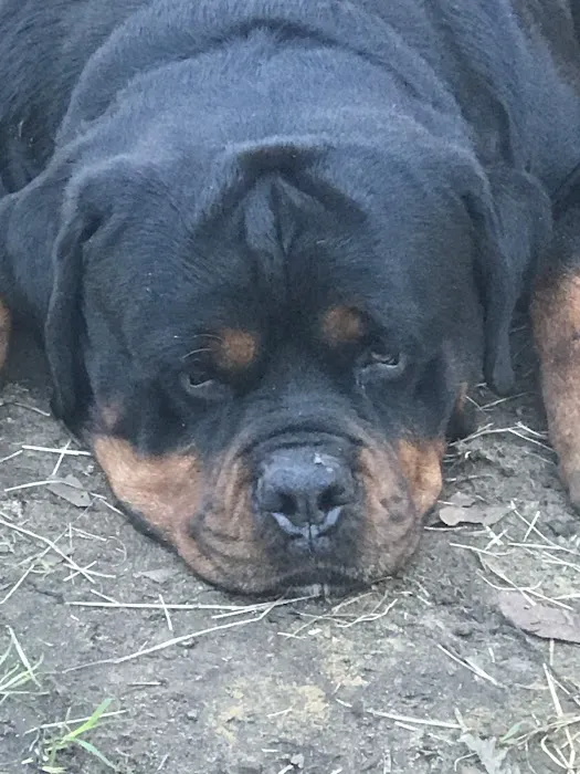 Trinity Animal Clinic Picture 1