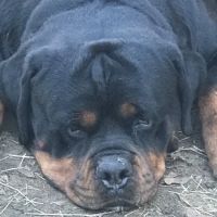Trinity Animal Clinic ico