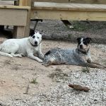 Lakeside Pet Clinic Inc