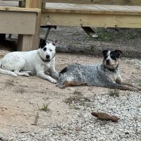 Lakeside Pet Clinic Inc ico