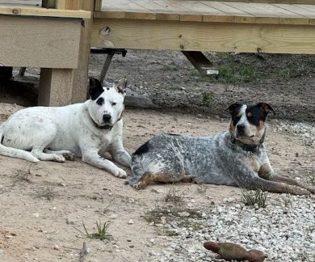 Lakeside Pet Clinic Inc
