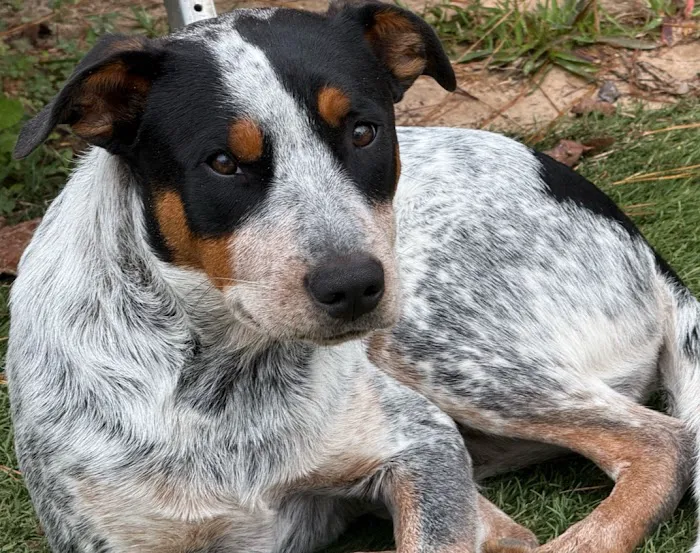 Lakeside Pet Clinic Inc Picture 2