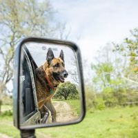 Oak Grove Veterinary clinic ico