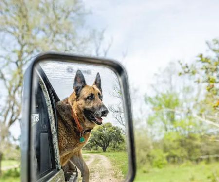 Oak Grove Veterinary clinic