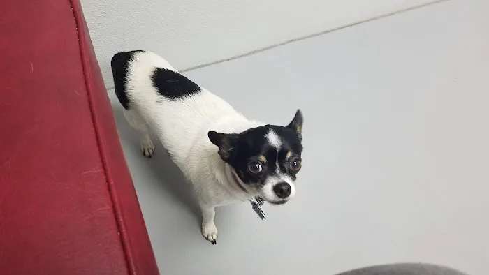 Coastal Plains Animal Clinic Picture 2
