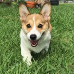 Coastal Plains Animal Clinic