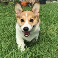 Coastal Plains Animal Clinic ico