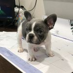 El Campo Animal Hospital