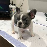 El Campo Animal Hospital ico