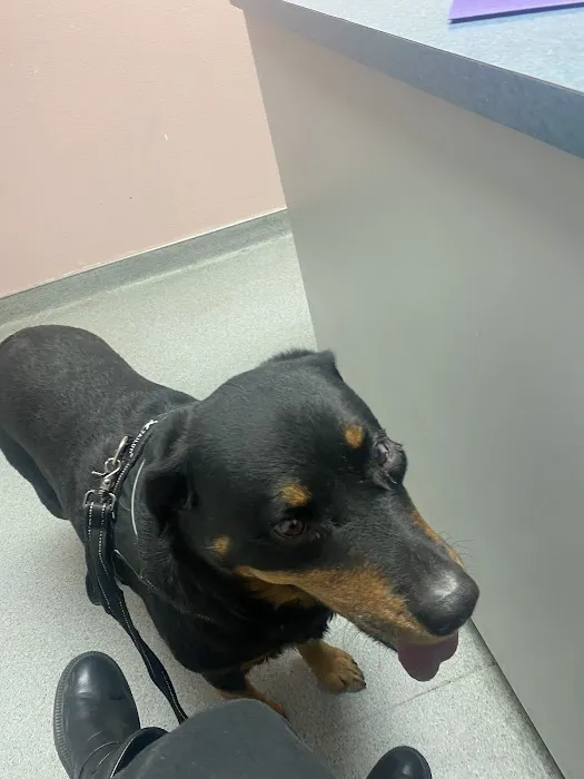 Palm Plaza Pet Hospital Picture 1
