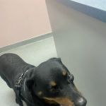 Palm Plaza Pet Hospital