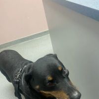 Palm Plaza Pet Hospital ico