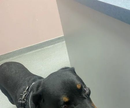 Palm Plaza Pet Hospital