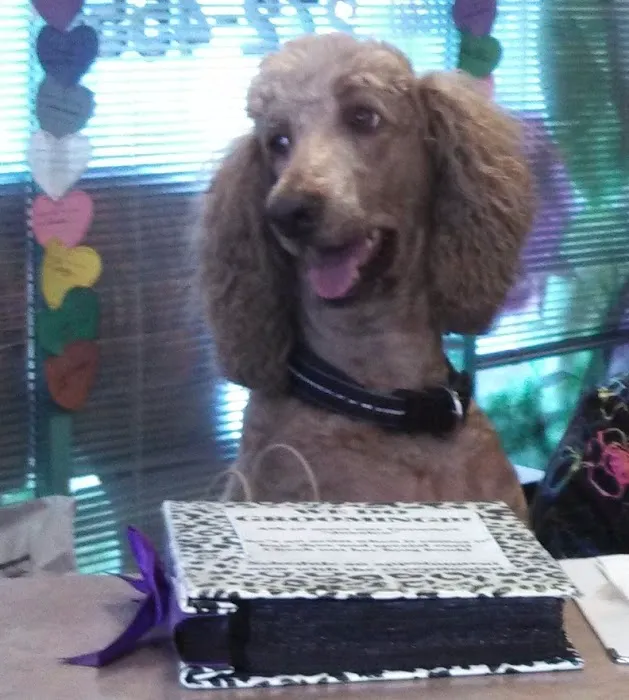 Palm Plaza Pet Hospital Picture 4