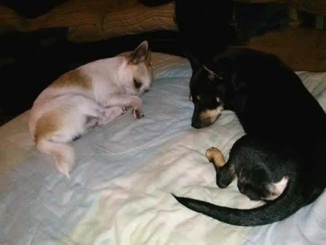 Palm Plaza Pet Hospital Picture 5