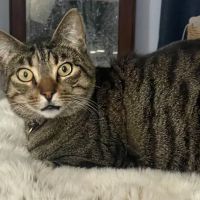 High Desert Animal Care Hospital ico