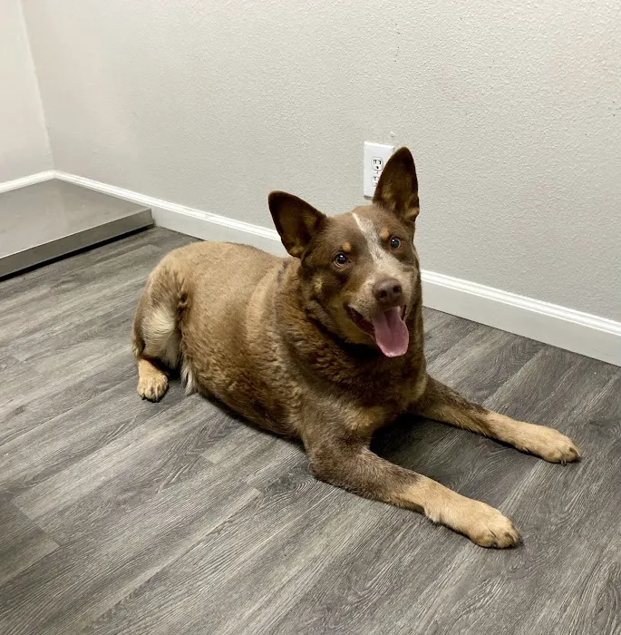 High Desert Animal Care Hospital Picture 3