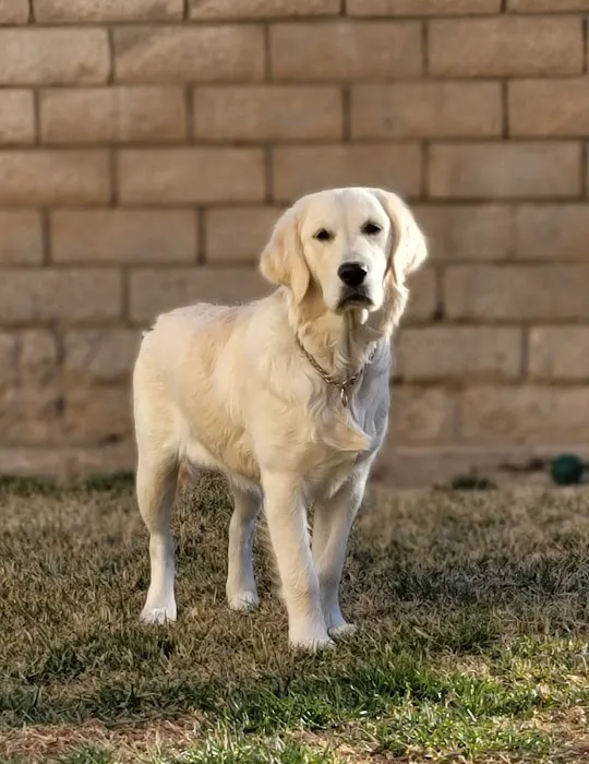 High Desert Animal Care Hospital Picture 7