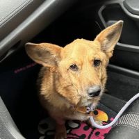 Greater Good Veterinary Care ico